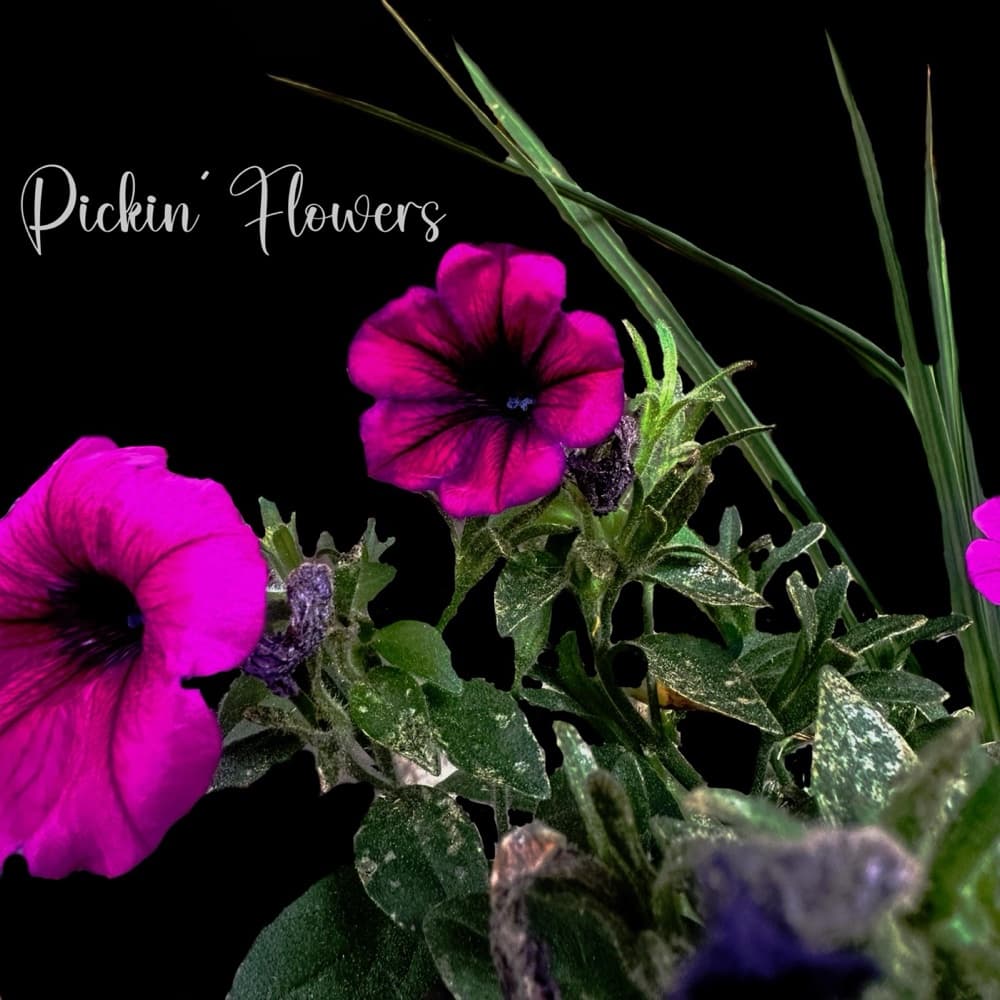 Pickin' Flowers album cover